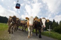 Eins der größten Feste im Jahr in Nesselwang: der Viehscheid. • © Nesselwang Marketing GmbH